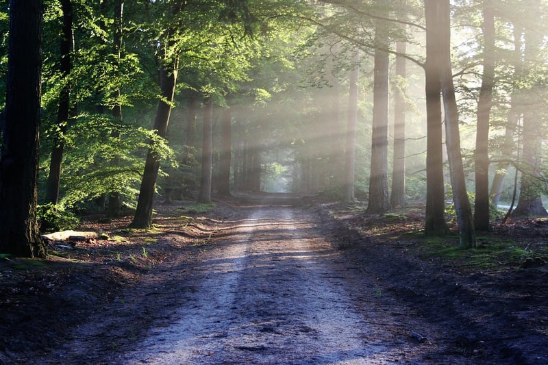 Forest Sunbeams